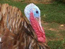 Bourbon Red Turkey Head