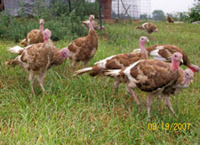 Young Bourbon Red Turkeys